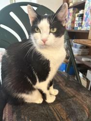 Lost Male Cat last seen Copeland RD & Whaleyville Blvd, Suffolk, VA 23434