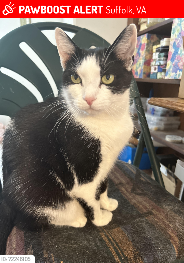 Lost Male Cat last seen Copeland RD & Whaleyville Blvd, Suffolk, VA 23434