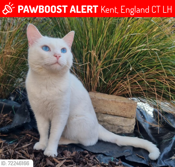 Lost Male Cat last seen Setterfield road , Kent, England CT9 1LH