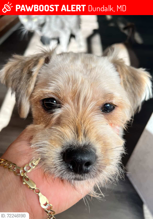 Lost Male Dog last seen Eastdale rd, Dundalk, MD 21224