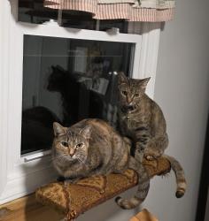 Lost Female Cat last seen GEORGE WILTON DR, Johnston County, NC 27520