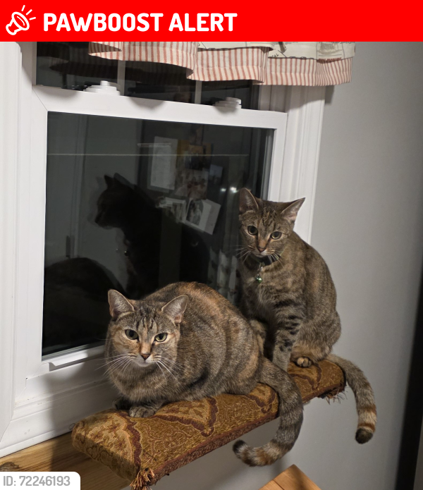 Lost Female Cat last seen GEORGE WILTON DR, Johnston County, NC 27520