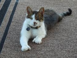 Lost Male Cat last seen Old Belding rd and Lessiter rd, Belding, MI 48809