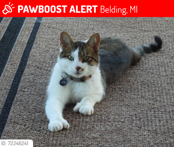 Lost Male Cat last seen Old Belding rd and Lessiter rd, Belding, MI 48809