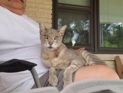 Lost Male Cat last seen Close to 410 and nacogdoches, he also roams the neighborhood, San Antonio, TX 78217