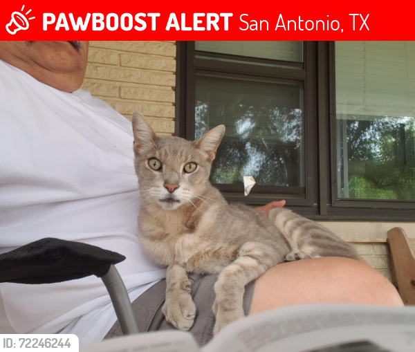 Lost Male Cat last seen Close to 410 and nacogdoches, he also roams the neighborhood, San Antonio, TX 78217