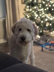 Reunited Female Dog last seen Sigman road and Boar Tusk road, Conyers, GA 30012