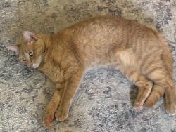 Lost Female Cat last seen Landing Blvd, League City, TX 77573