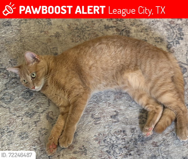 Lost Female Cat last seen Landing Blvd, League City, TX 77573