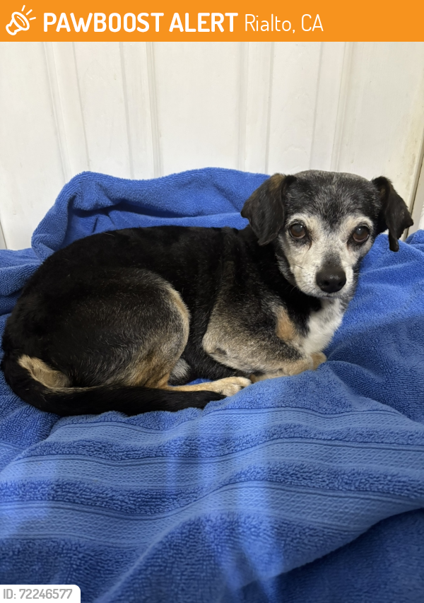 Rialto, CA Stray Male Dog Found Near Alder pilot truck stop | PawBoost