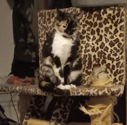 Lost Male Cat last seen West side community center , Albuquerque, NM 87105
