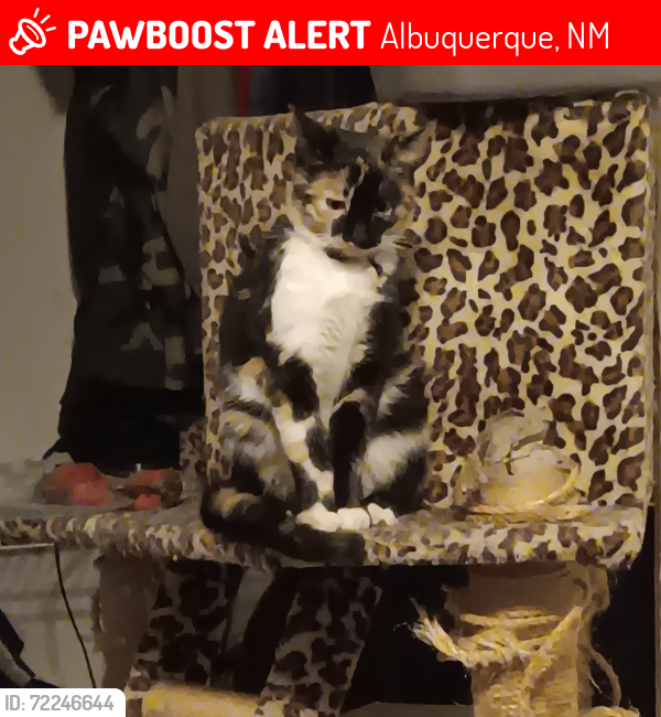 Lost Male Cat last seen West side community center , Albuquerque, NM 87105