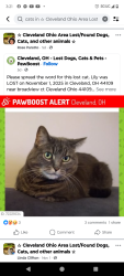 Lost Female Cat last seen Near broadview ct , Cleveland, OH 44109