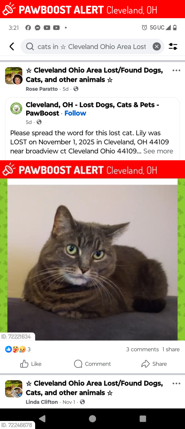 Lost Female Cat last seen Near broadview ct , Cleveland, OH 44109