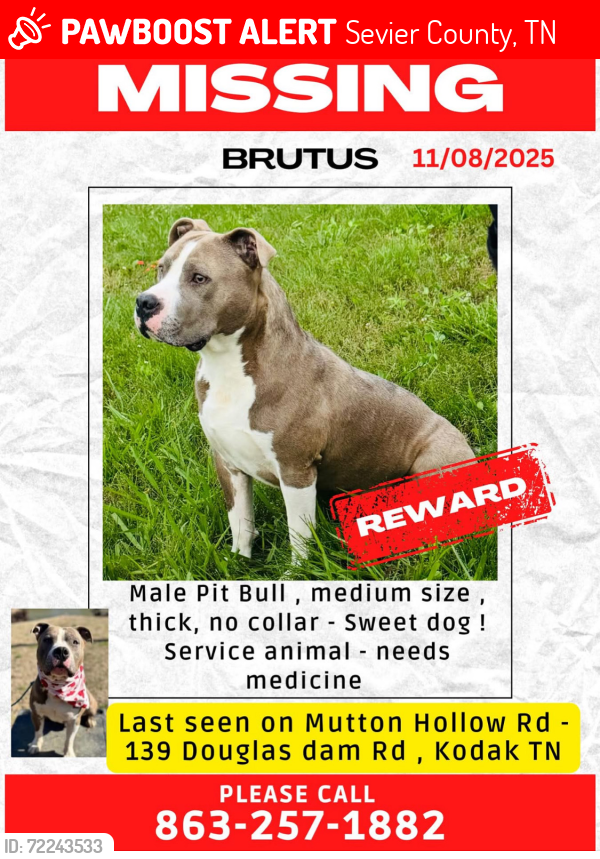 Lost Male Dog last seen Mutton Hollow Rd, Sevier County, TN 37764