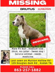 Lost Male Dog last seen Mutton Hollow Rd, Sevier County, TN 37764