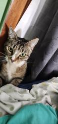 Reunited Female Cat last seen Candlewood Drive, Fayetteville, NC 28314