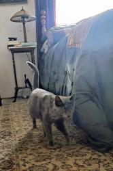 Found/Stray Female Cat last seen Armitage Park , Eugene, OR 97408
