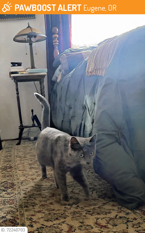 Found/Stray Female Cat last seen Armitage Park , Eugene, OR 97408
