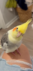 Lost Male Bird last seen bell shoals, bloomingdale, guiles, Brandon, FL 33511