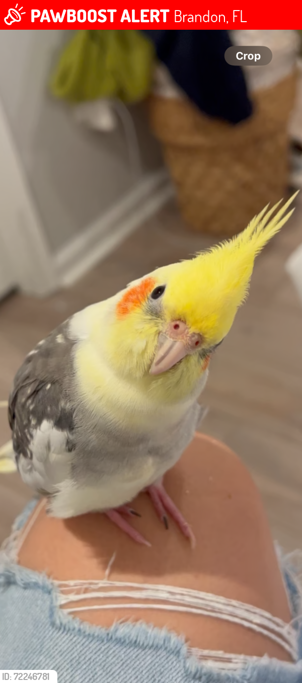 Lost Male Bird last seen bell shoals, bloomingdale, guiles, Brandon, FL 33511