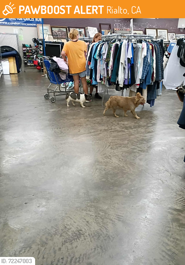 Rialto, CA Stray Dog Found Near Foothill Blvd and N. Cedar | PawBoost