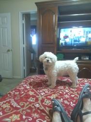 Lost Female Dog last seen Sandpiper and Whitaker Way , Spring, TX 77373