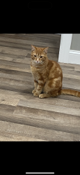 Lost Male Cat last seen Buttonwood St , Reading, PA 19604
