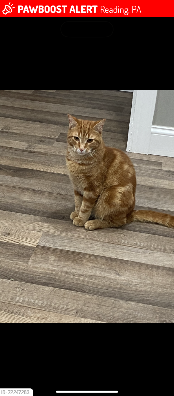 Lost Male Cat last seen Buttonwood St , Reading, PA 19604