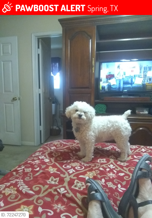 Lost Female Dog last seen Sandpiper and Whitaker Way , Spring, TX 77373