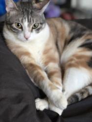 Lost Female Cat last seen S riverside ave between Randal and San Bernardino , Rialto, CA 92316