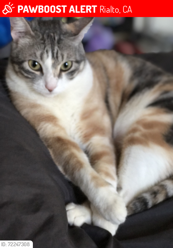 Lost Female Cat last seen S riverside ave between Randal and San Bernardino , Rialto, CA 92316
