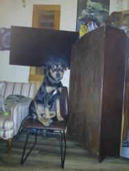 Lost Male Dog last seen Near iowa st Winfield city Kansas 67156, Winfield, KS 67156