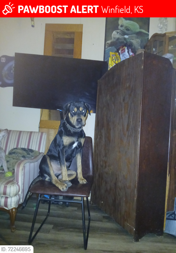 Lost Male Dog last seen Near iowa st Winfield city Kansas 67156, Winfield, KS 67156