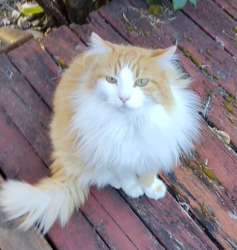 Lost Male Cat last seen NE 143rd Ave (between E Burnside St. and NE Glisan St.) Portland OR 97230 , Portland, OR 97230