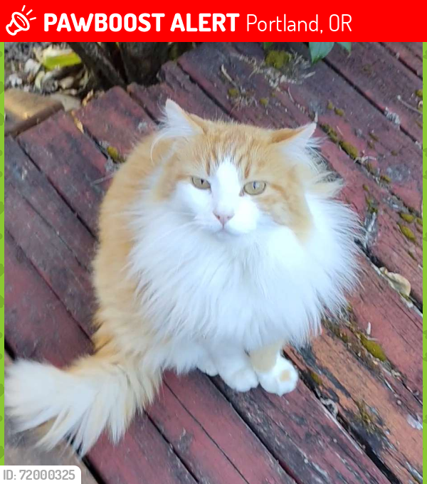 Lost Male Cat last seen NE 143rd Ave (between E Burnside St. and NE Glisan St.) Portland OR 97230 , Portland, OR 97230