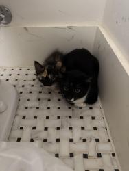 Lost Female Cat last seen Windermere Way & Dye Blvd. , Princeton, TX 75407
