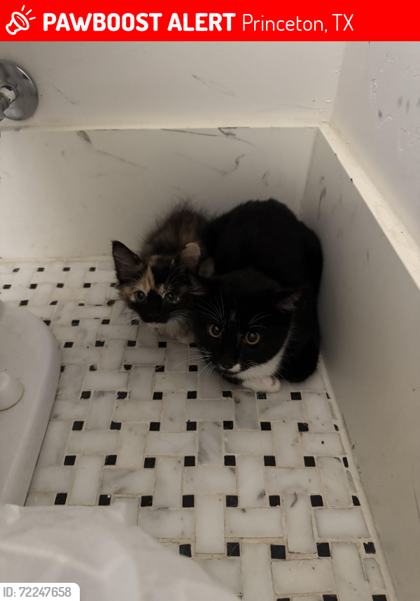 Lost Female Cat last seen Windermere Way & Dye Blvd. , Princeton, TX 75407