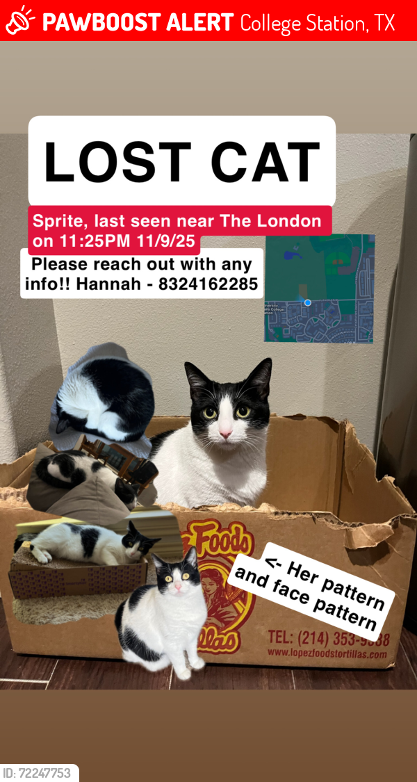 Lost Female Cat last seen The London, Fox Run, Horse field next to Park West, College Station, TX 77840