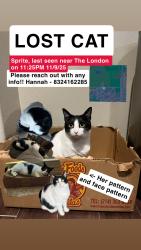 Lost Female Cat last seen The London, Fox Run, Horse field next to Park West, College Station, TX 77840