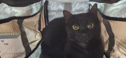 Lost Female Cat last seen Hampton Roads Avenue, Hampton, VA 23661