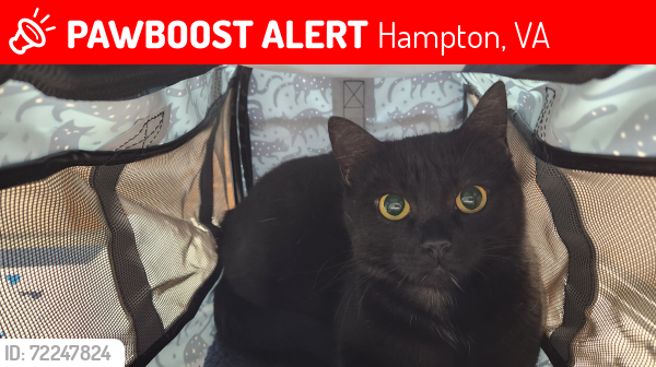 Lost Female Cat last seen Hampton Roads Avenue, Hampton, VA 23661