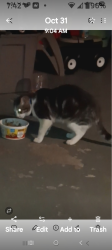Lost Male Cat last seen Koeneman park jennings mo/ hildred ave, jennings mo, Jennings, MO 63136