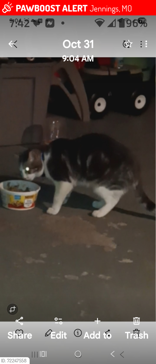Lost Male Cat last seen Koeneman park jennings mo/ hildred ave, jennings mo, Jennings, MO 63136