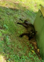 Lost Female Cat last seen Sweeney rd, Silver Lake Township, PA 18812