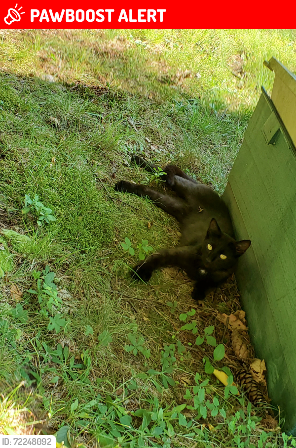 Lost Female Cat last seen Sweeney rd, Silver Lake Township, PA 18812