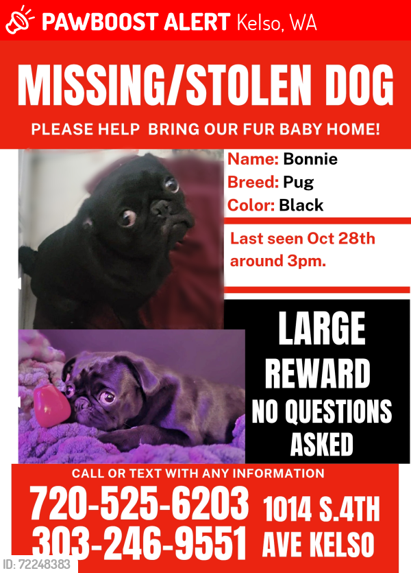 Lost Female Dog last seen 5th and cherry, Kelso, WA 98626