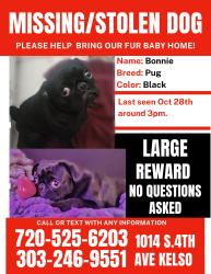 Lost Female Dog last seen 5th and cherry, Kelso, WA 98626