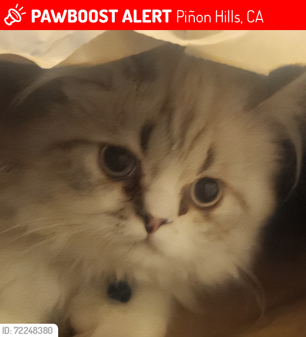 Lost Male Cat last seen Sky line dr, Piñon Hills, CA 92372