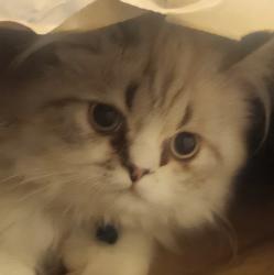 Lost Male Cat last seen Sky line dr, Piñon Hills, CA 92372